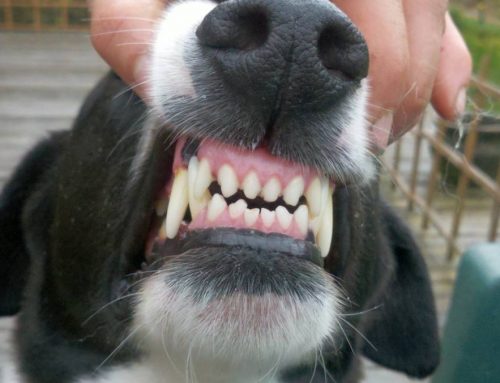 Limpeza de dentes em cães – Guia para você saber o que é importante