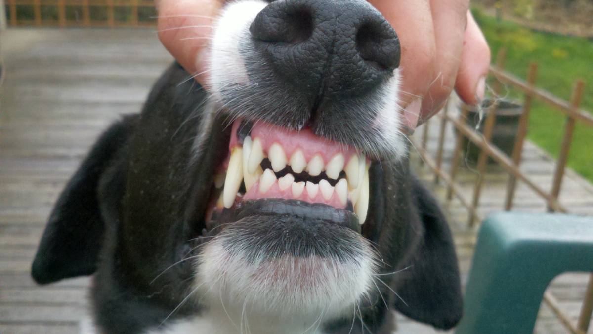Limpeza de dentes em cães - Guia para você saber o que é importante 6