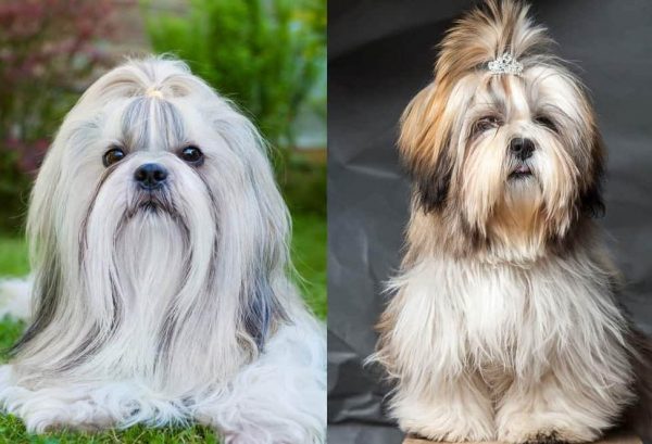 Lhasa Apso E Shih Tzu Qual A Diferença Entre As Raças Uau Uau Que Mia