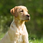 Cachorro com diabetes - Guia para saber o que fazer 9