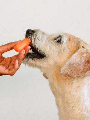 Cachorro com diabetes pode comer ovo?