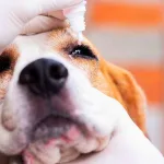 11 doenças comuns nos olhos do cachorro: como identificar e o que fazer 13