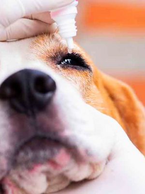 11 doenças comuns nos olhos do cachorro: como identificar e o que fazer