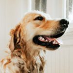 5 razões pelas quais os cuidados dentários para cães são importantes 9