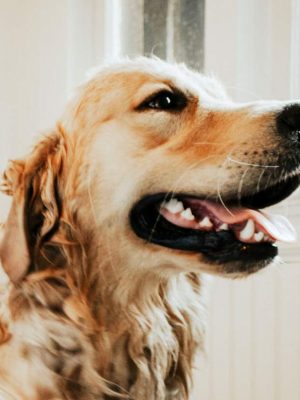 5 razões pelas quais os cuidados dentários para cães são importantes