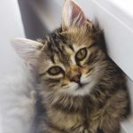 Dermatite e eczema em gatos 18