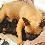 Bulldog francês grávida: cuidados, alimentação e exames 11