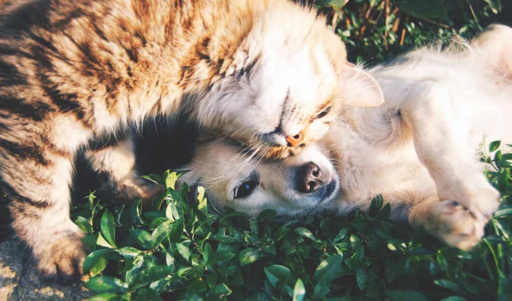 Infecção de pele em cachorro e gato: como saber e tratar? 12