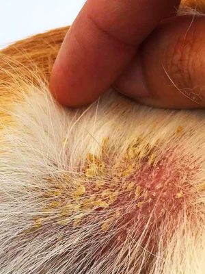 Cachorro com pele escamosa: causa e, doenças e tratamento