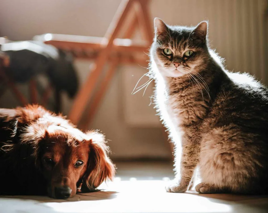 Infecção de pele em cachorro e gato: como saber e tratar? 10