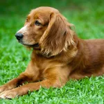 Guia para entender e tratar alergias em cães 8