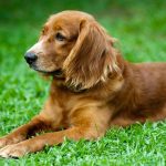 Guia para entender e tratar alergias em cães 9