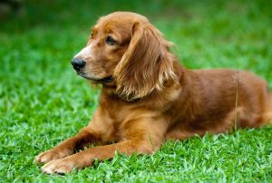 Guia para entender e tratar alergias em cães 83