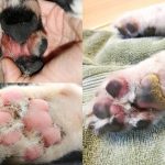 Pododermatite canina: como tratar a inflamação na pata 1