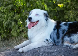 Por que cachorro tem olhos azuis? Causas, raças e doenças 12