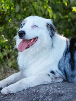 Por que cachorro tem olhos azuis? Causas, raças e doenças