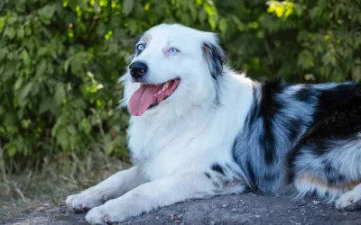 Por que cachorro tem olhos azuis? Causas, raças e doenças 3