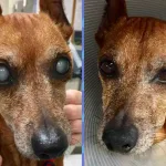 Guia Catarata em cães: diagnóstico e tratamento 4