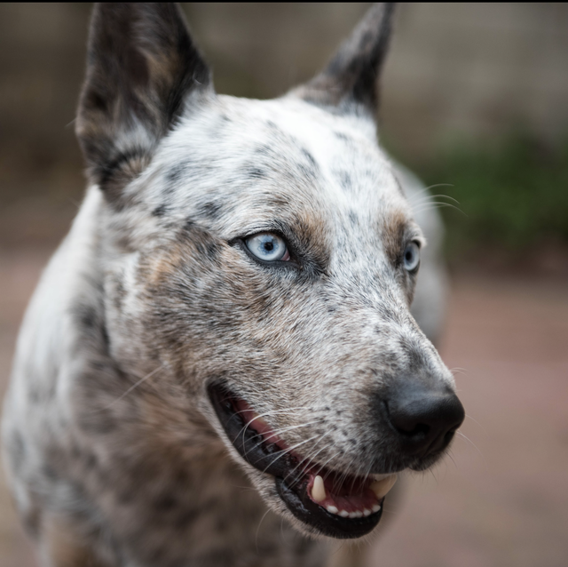 Por que cachorro tem olhos azuis? Causas, raças e doenças 5