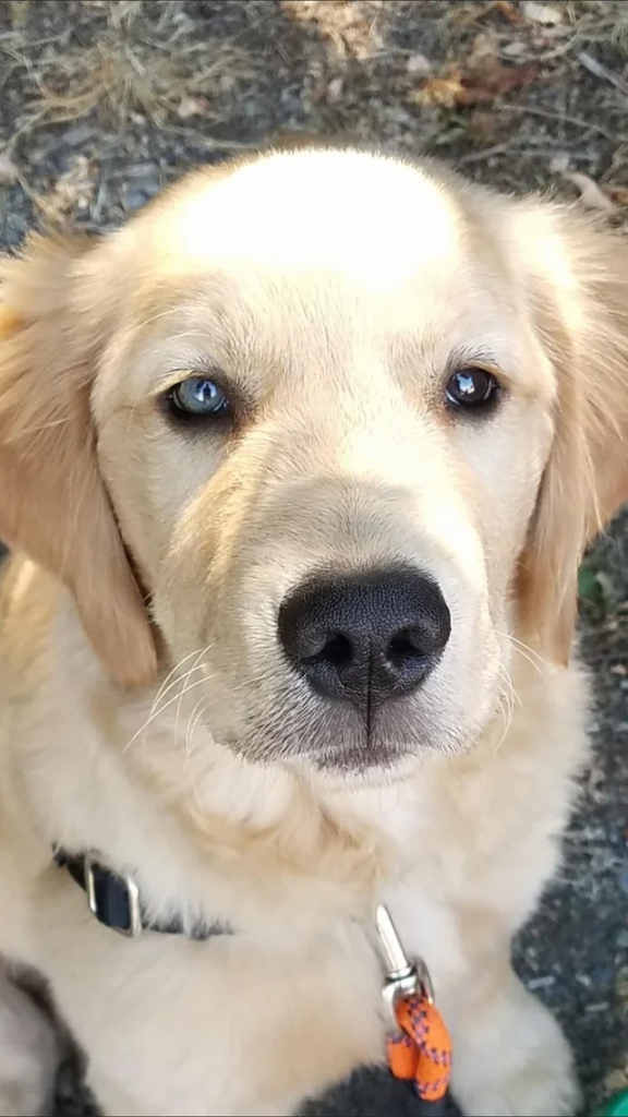 Por que cachorro tem olhos azuis? Causas, raças e doenças 2