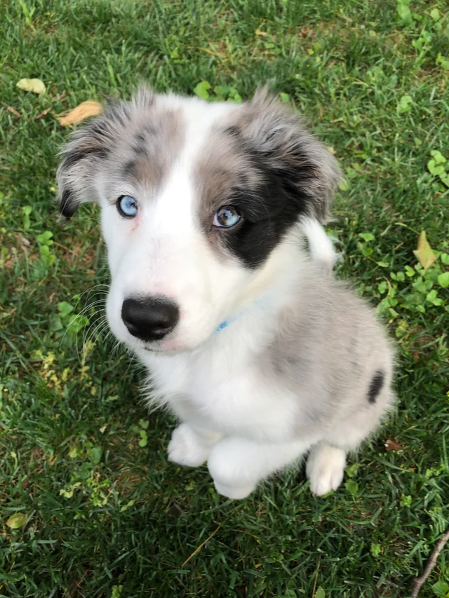 Por que cachorro tem olhos azuis? Causas, raças e doenças 4