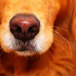 10 razões para a cor do nariz do cachorro mudar 1