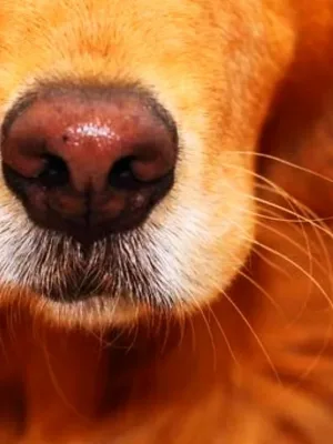 10 razões para a cor do nariz do cachorro mudar