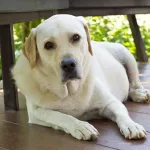 8 sintomas de inchaço em cães que você deve ter atenção 12