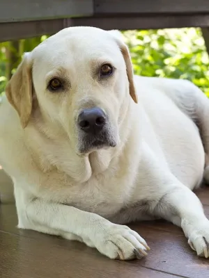 8 sintomas de inchaço em cães que você deve ter atenção
