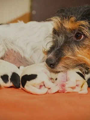 Como saber que uma cadela prenha está para dar a luz?