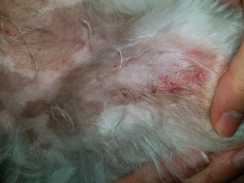 Foliculite em cães: sintomas, fotos, causas e tratamento 7