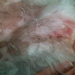 Foliculite em cães: sintomas, fotos, causas e tratamento 22