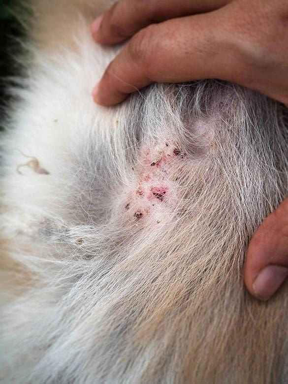Foliculite em cães: sintomas, fotos, causas e tratamento 3