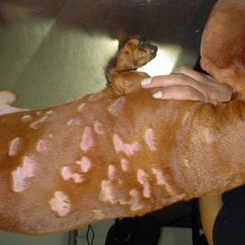 Foliculite em cães: sintomas, fotos, causas e tratamento 5