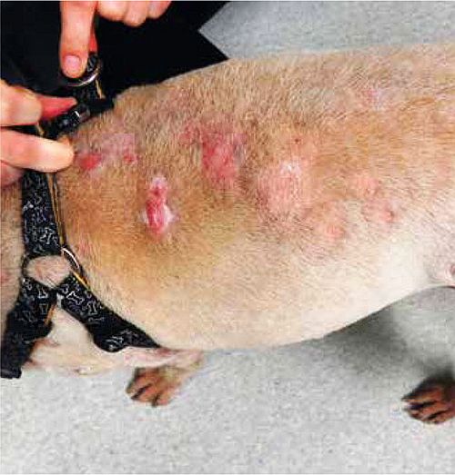 Foliculite em cães: sintomas, fotos, causas e tratamento 6