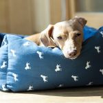 Insuficiência renal em cães: causas, sintomas e tratamento 1