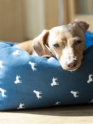 Insuficiência renal em cães: causas, sintomas e tratamento