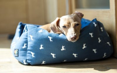 Insuficiência renal em cães: causas, sintomas e tratamento 1