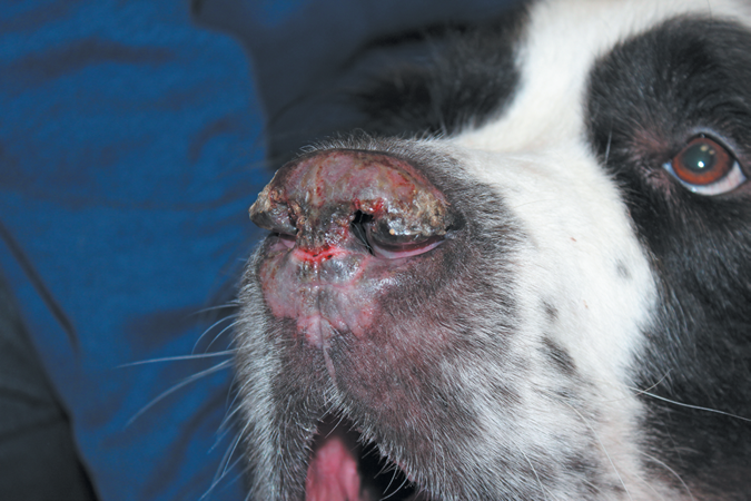 Lúpus em cachorro: sintomas e tratamento 2