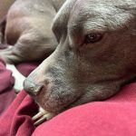 Lúpus em cachorro: sintomas e tratamento 7