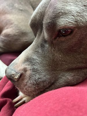 Lúpus em cachorro: sintomas e tratamento