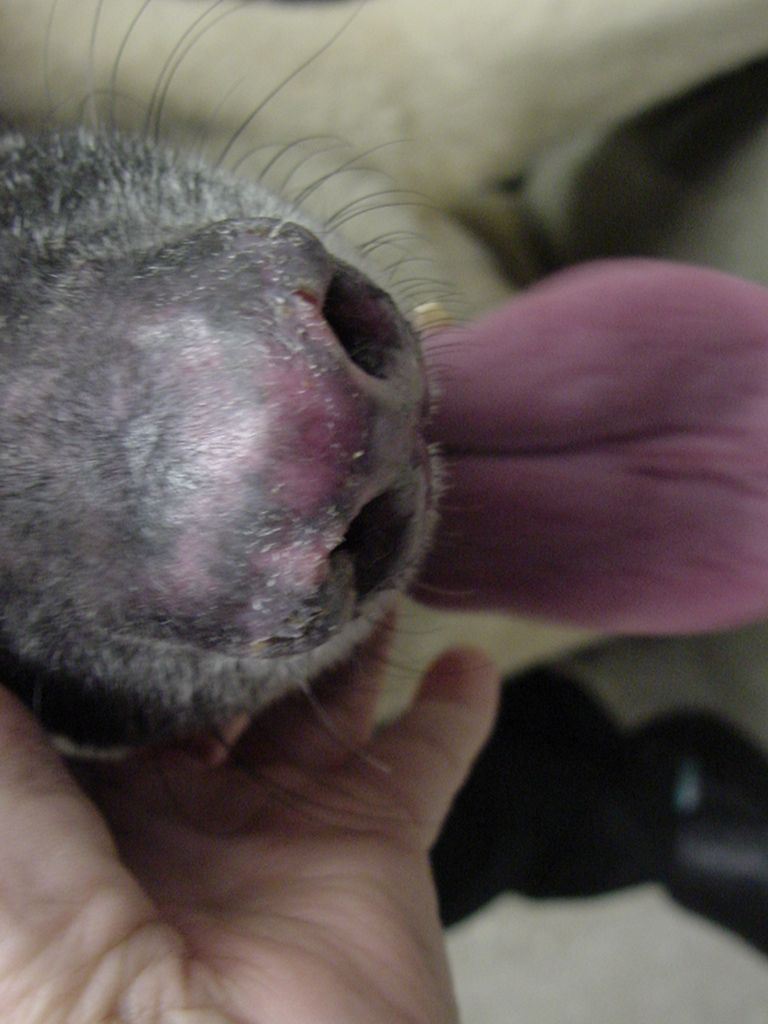 Lúpus em cachorro: sintomas e tratamento 1