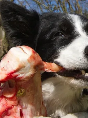 Cachorro é carnívoro ou onívoro?