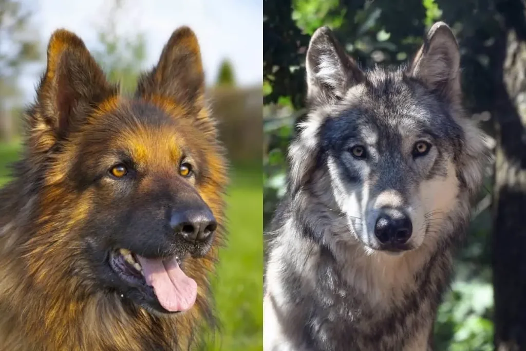 Diferença entre Cachorro e Lobo: Entenda as principais diferenças 1