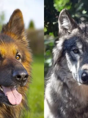 Diferença entre Cachorro e Lobo: Entenda as principais diferenças