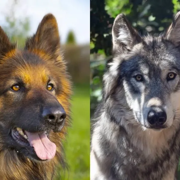 Diferença entre Cachorro e Lobo: Entenda as principais diferenças 5
