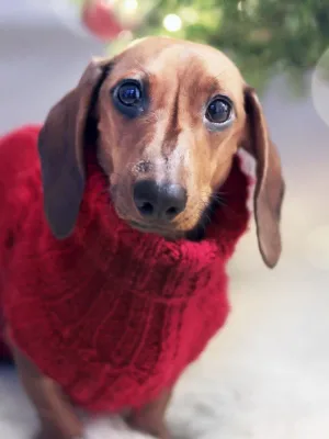 Cachorros precisam usar casaco durante o frio do inverno?