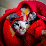 Gatos precisam usar casaco durante o frio do inverno? 6