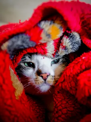Gatos precisam usar casaco durante o frio do inverno?