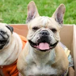 Diferença entre Pug e Bulldog Francês: Descubra as características de cada raças 4